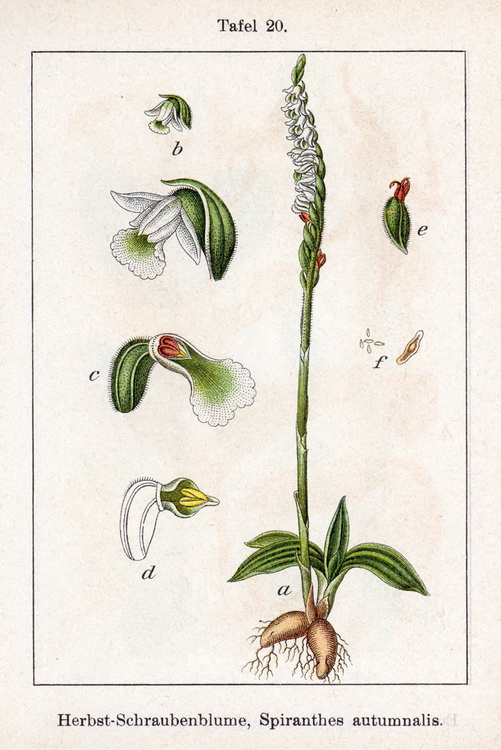 Spiranthes spiralis